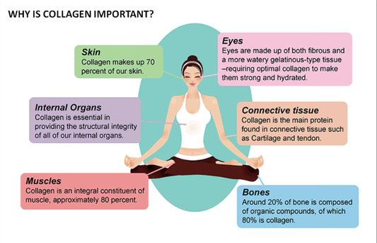 Importance of Collagen for the whole body